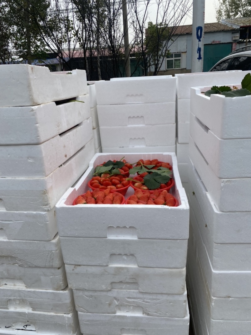 奶油草莓已大量上市，可对接商超平台和市场，欢迎采购