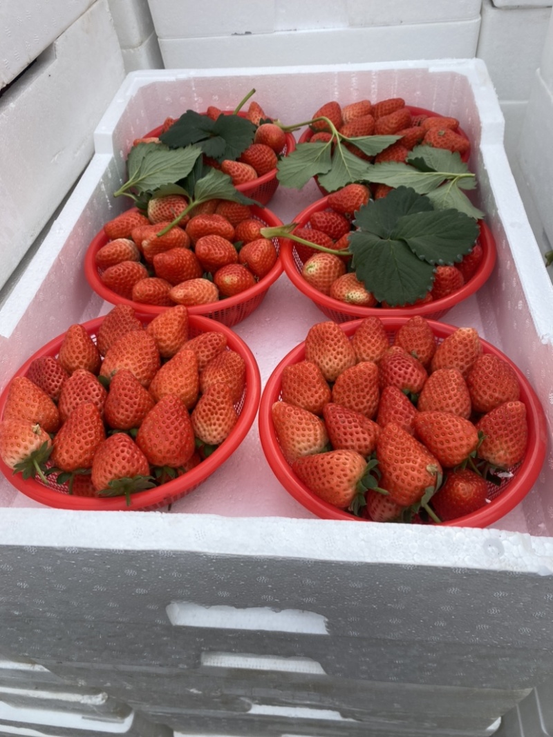 奶油草莓已大量上市，可对接商超平台和市场，欢迎采购