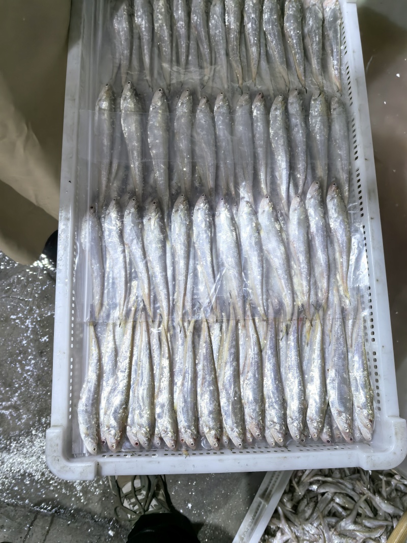 毛刀冻板，快网，12公分以上，可按需做板，每日鲜货