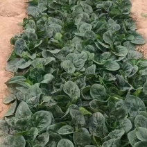 趴地菠菜大量供应电商超市市场需要的老板联系我