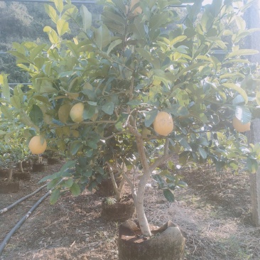 香水柠檬
