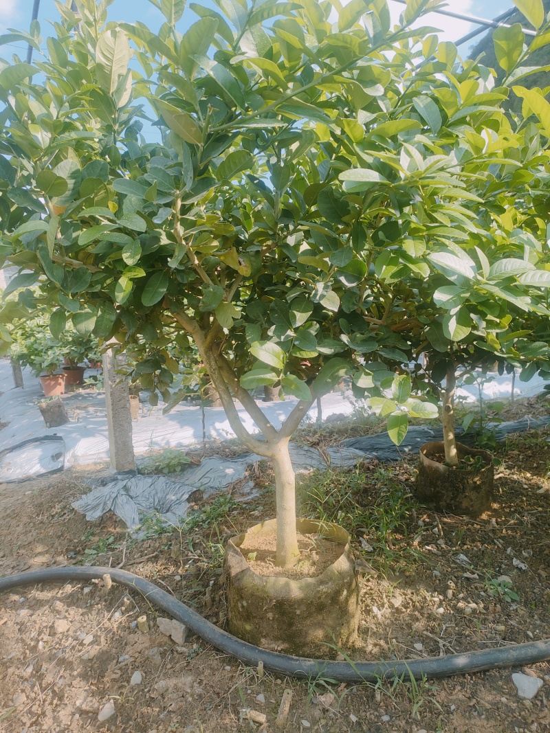 香水柠檬