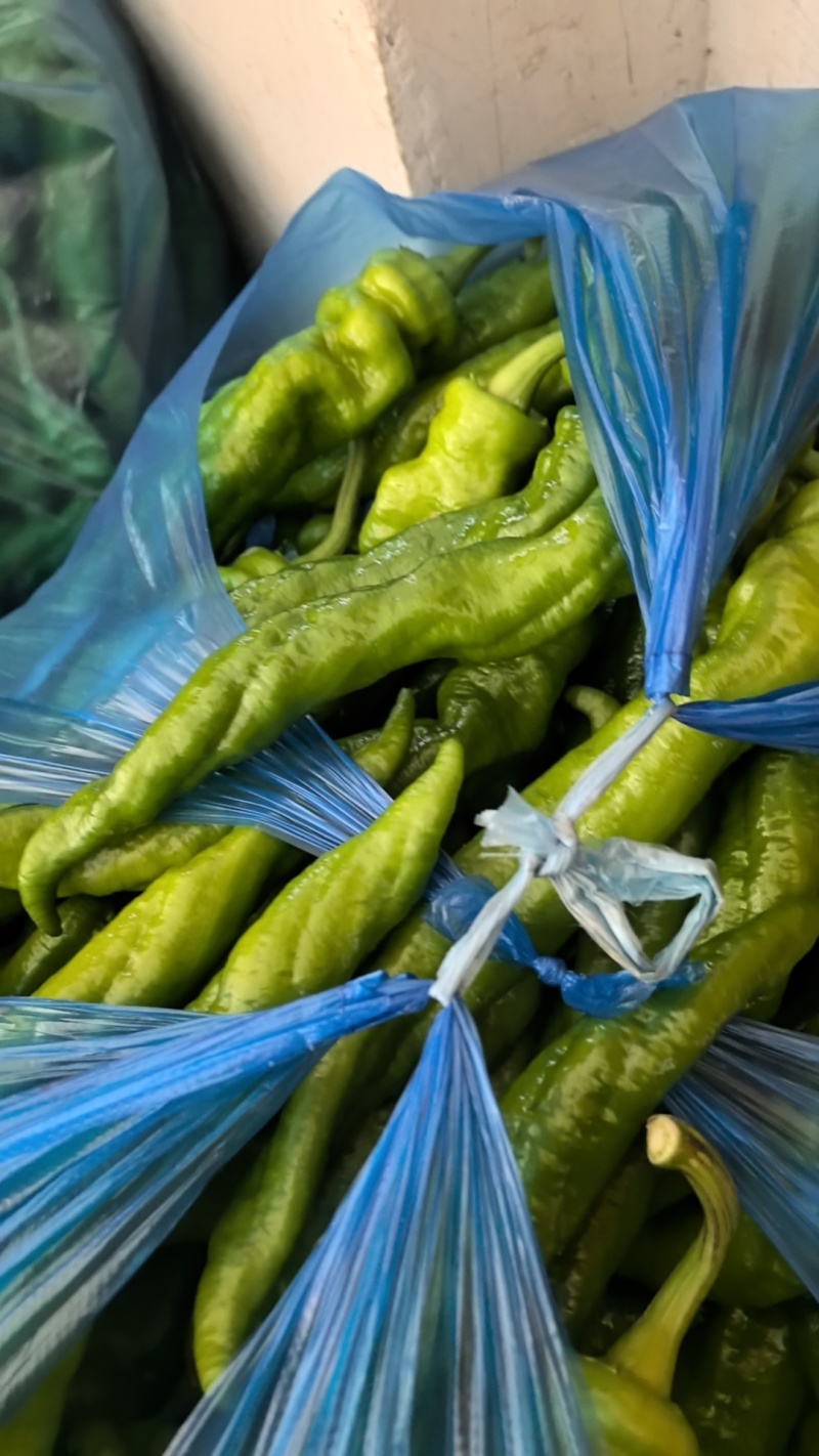 安徽芜湖精品泡椒，苏胶，芜湖椒，销往全国各地，