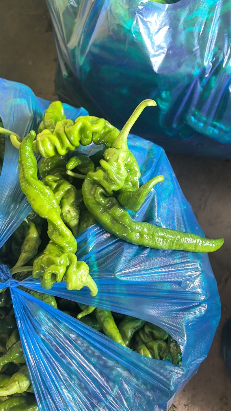 安徽芜湖精品泡椒，苏胶，芜湖椒，销往全国各地，