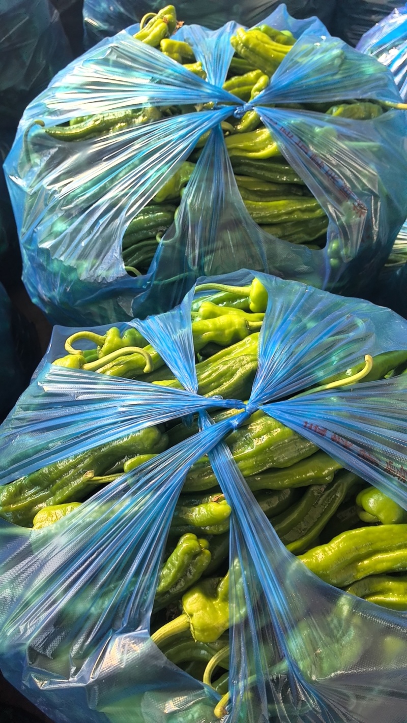 安徽芜湖精品泡椒，苏胶，芜湖椒，销往全国各地，