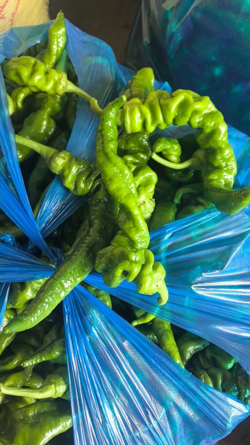 安徽芜湖精品泡椒，苏胶，芜湖椒，销往全国各地，