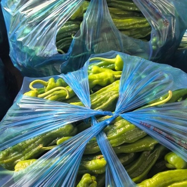 安徽芜湖精品泡椒，苏胶，芜湖椒，销往全国各地，