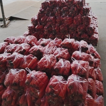 东台胡萝卜大量上市