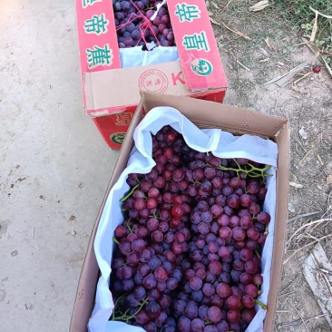 陕西葡萄精品红提冷库直发量大价优可视频看货