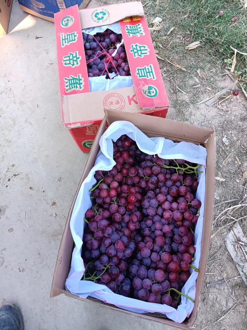 陕西葡萄精品红提冷库直发量大价优可视频看货