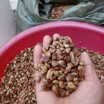 黑老虎水果种子