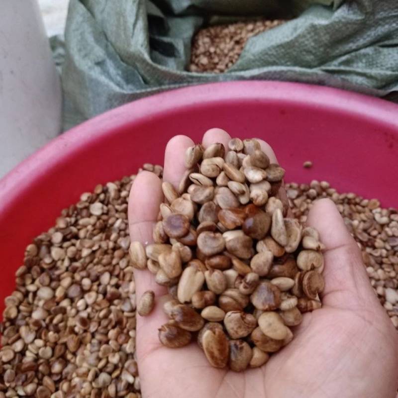 黑老虎水果种子