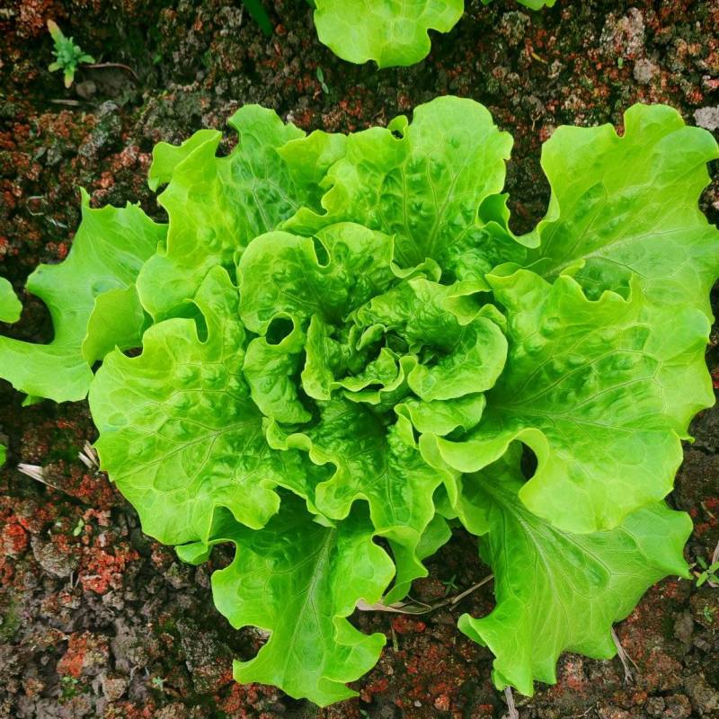 蔬菜严选！！！南通本地生菜，质量指数四颗星