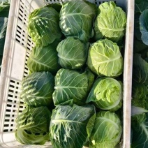 蔬菜严选！！！甘蓝对标市场，商超，食堂各种规格！