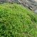批发苔藓大灰藓长毛藓星星藓白发藓包邮各种苔藓