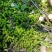 批发苔藓大灰藓长毛藓星星藓白发藓包邮各种苔藓