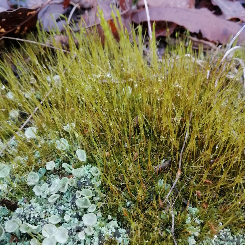 批发苔藓大灰藓长毛藓星星藓白发藓包邮各种苔藓