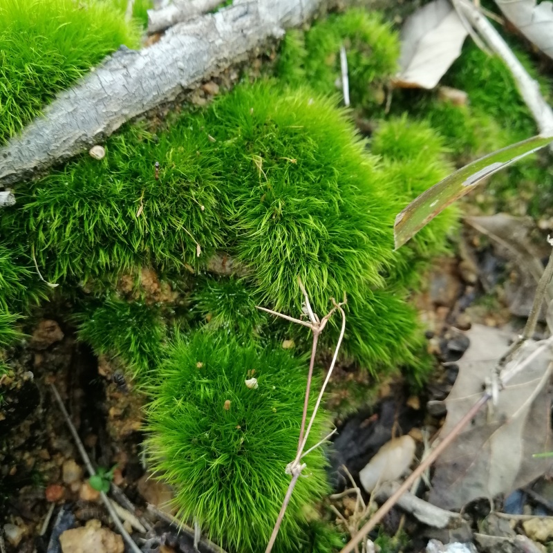 批发苔藓大灰藓长毛藓星星藓白发藓包邮各种苔藓