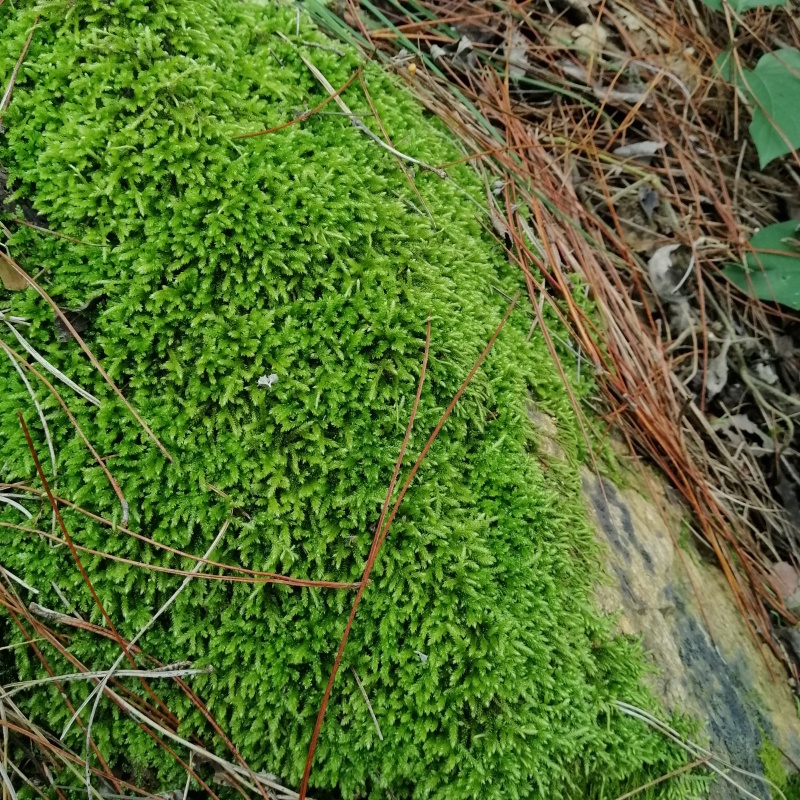 批发苔藓大灰藓长毛藓星星藓白发藓包邮各种苔藓