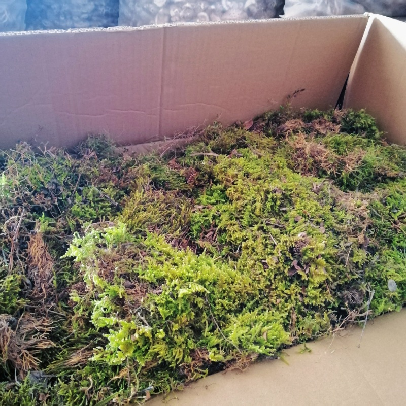 批发苔藓大灰藓长毛藓星星藓白发藓包邮各种苔藓