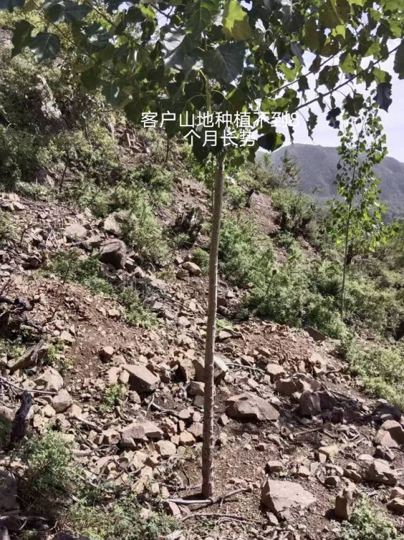 优质杨树苗，助您打造绿色家园