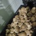 精品鲜香菇！