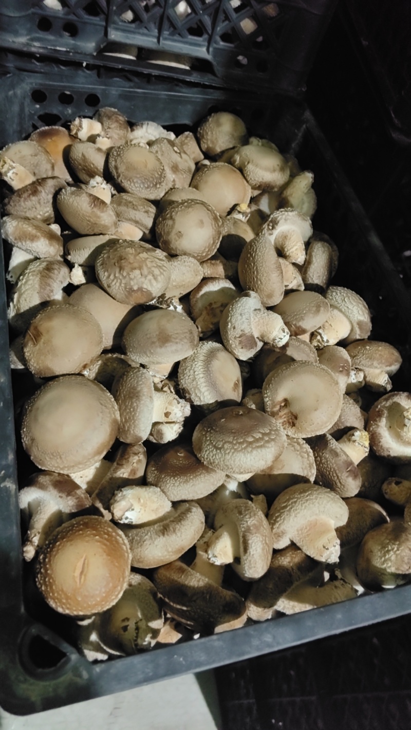 精品鲜香菇！