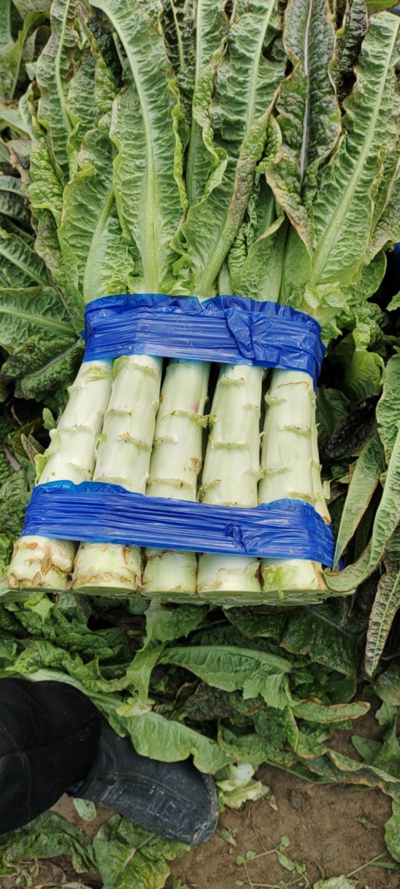 红叶香莴苣大量上市精品，市场货，电商货，货源充足需要的联