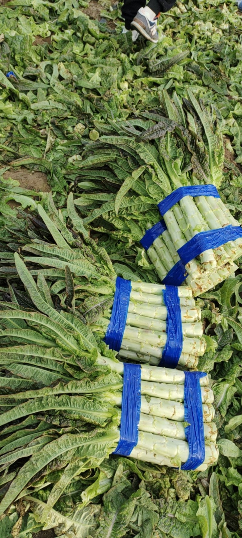 红叶香莴苣大量上市精品，市场货，电商货，货源充足需要的联