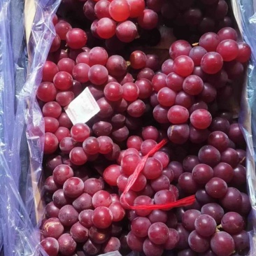精品冷库红巨丰葡萄，颜色红，囗感好无烂果不特粒