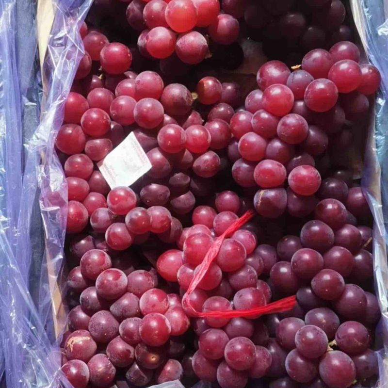精品冷库红巨丰葡萄，颜色红，囗感好无烂果不特粒