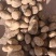 微七土豆大量上市了