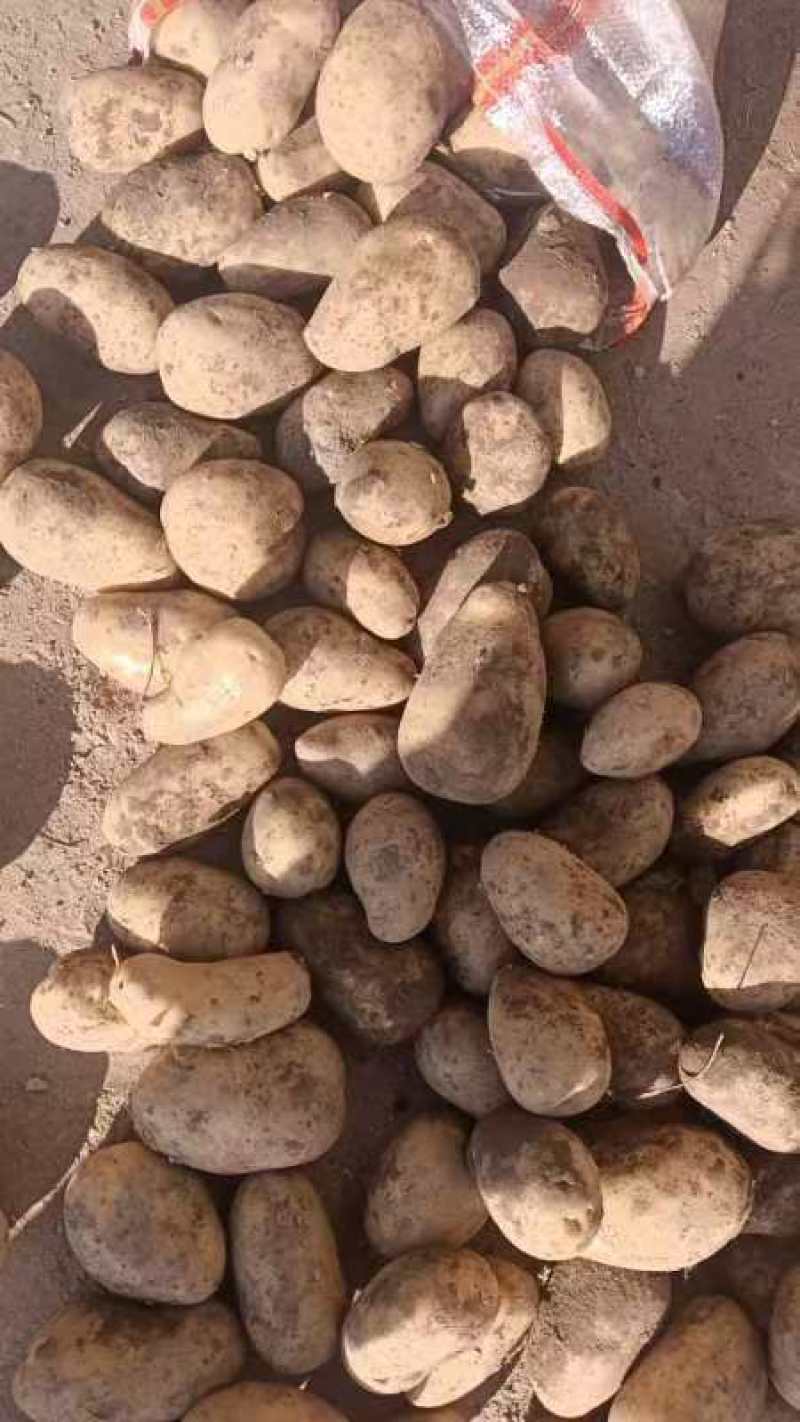 微七土豆大量上市了