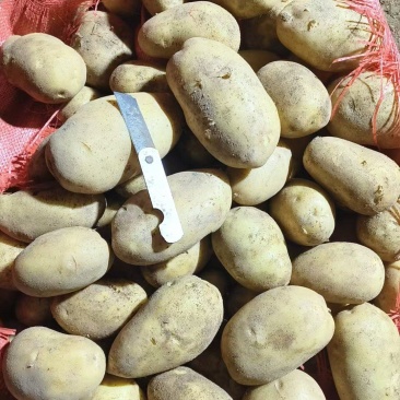 微七土豆大量上市了