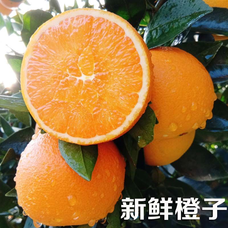 金堂脐橙爱媛果冻橙，现摘现发，产地脐橙