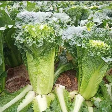 青麻叶60白菜大量供应商超市场电商平台