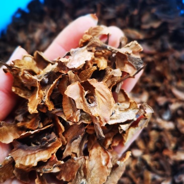 山区野核桃分心木，皮厚，分心木含量好。非薄皮核桃分心木。