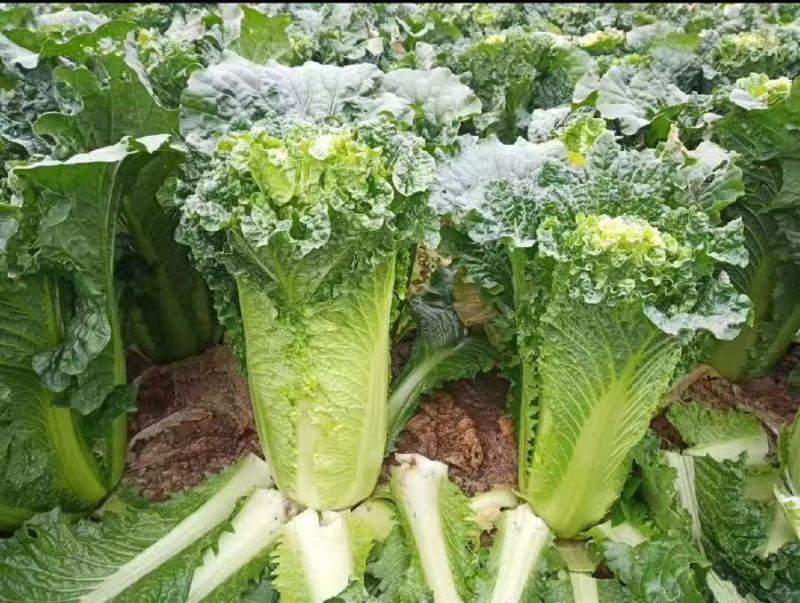 青麻叶60白菜大量供应商超市场电商平台