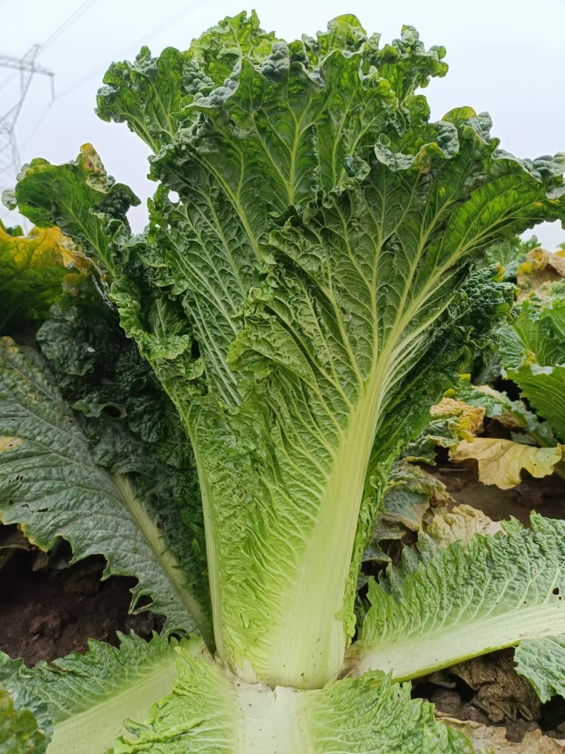 青麻叶60白菜大量供应商超市场电商平台