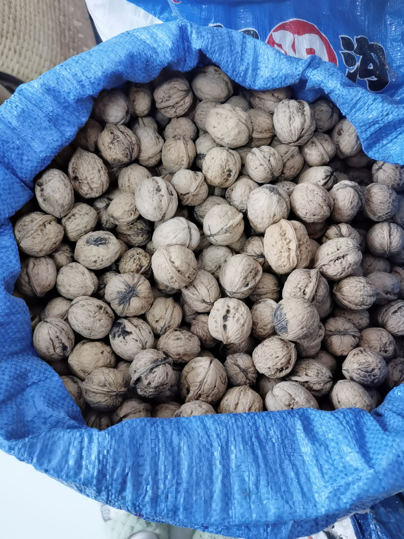 山区野核桃分心木，皮厚，分心木含量好。非薄皮核桃分心木。