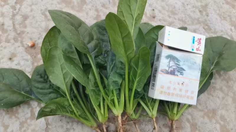 趴地菠菜，加工厂菠菜大量有货。