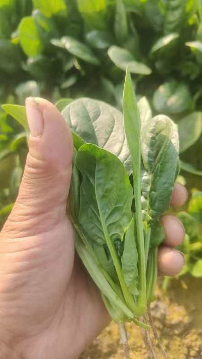 趴地菠菜，加工厂菠菜大量有货。