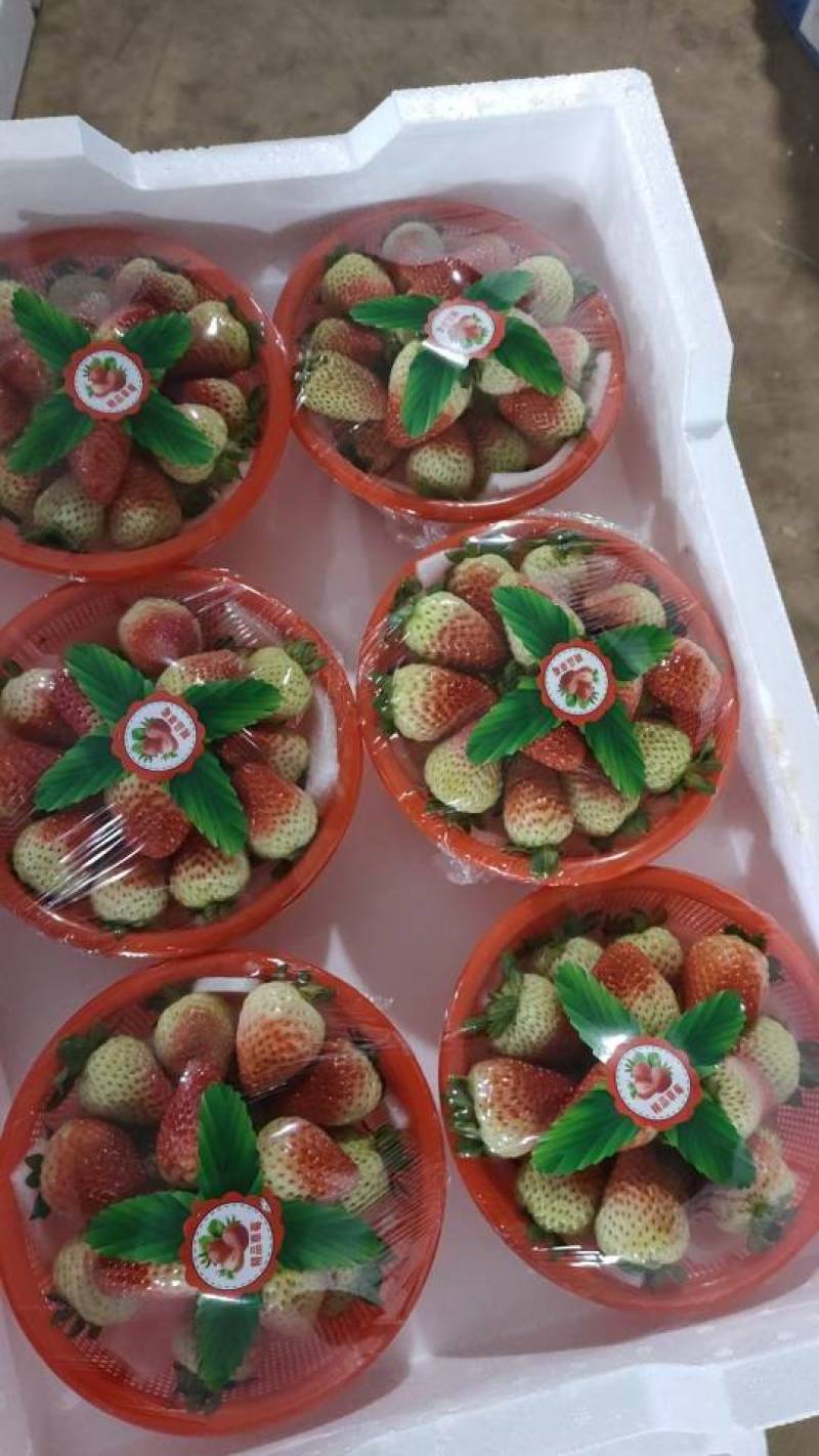 新鲜采摘的草莓，甜蜜多汁，健康美味！