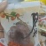 吊柿子广西平乐吊柿恭城柿饼吊柿高品质包邮包售后