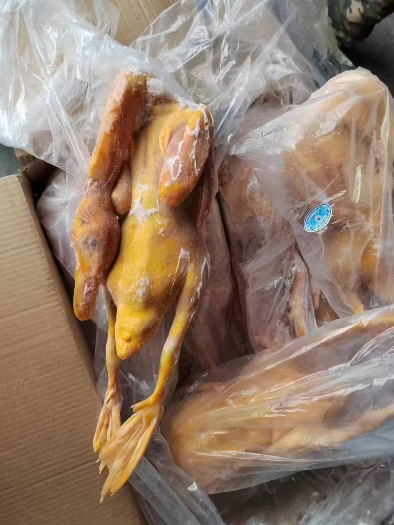 红嘴鸭番鸭规格齐全质优价廉