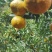 芦柑