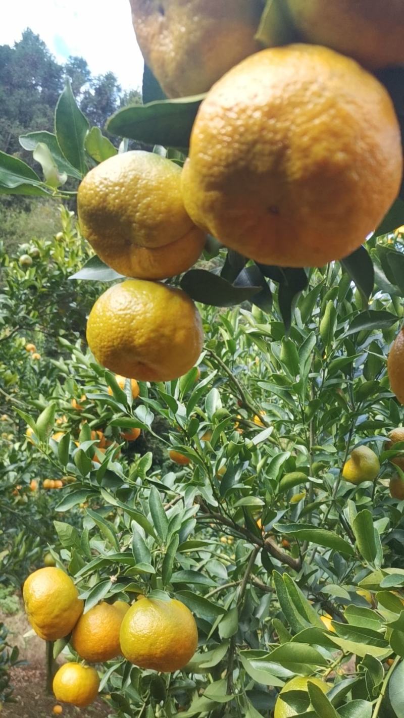 芦柑