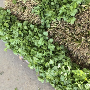 精品香菜大叶香菜现买现摘大量有货欢迎选购