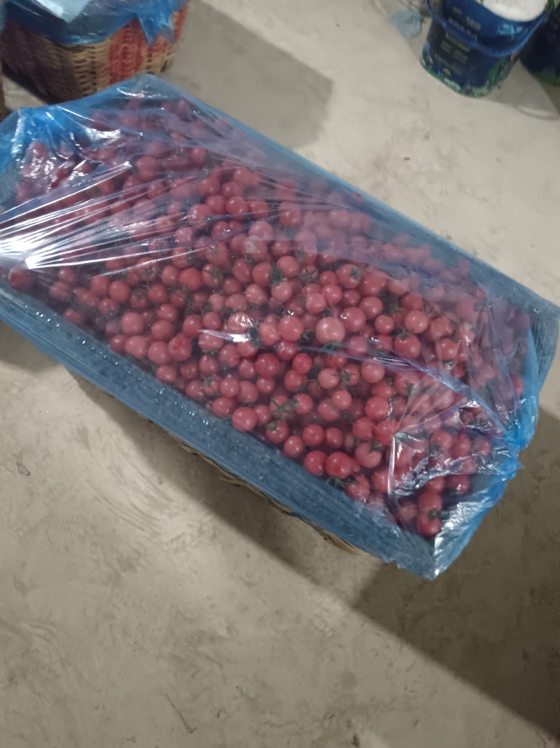 圣女果产地直接货源可视频看货