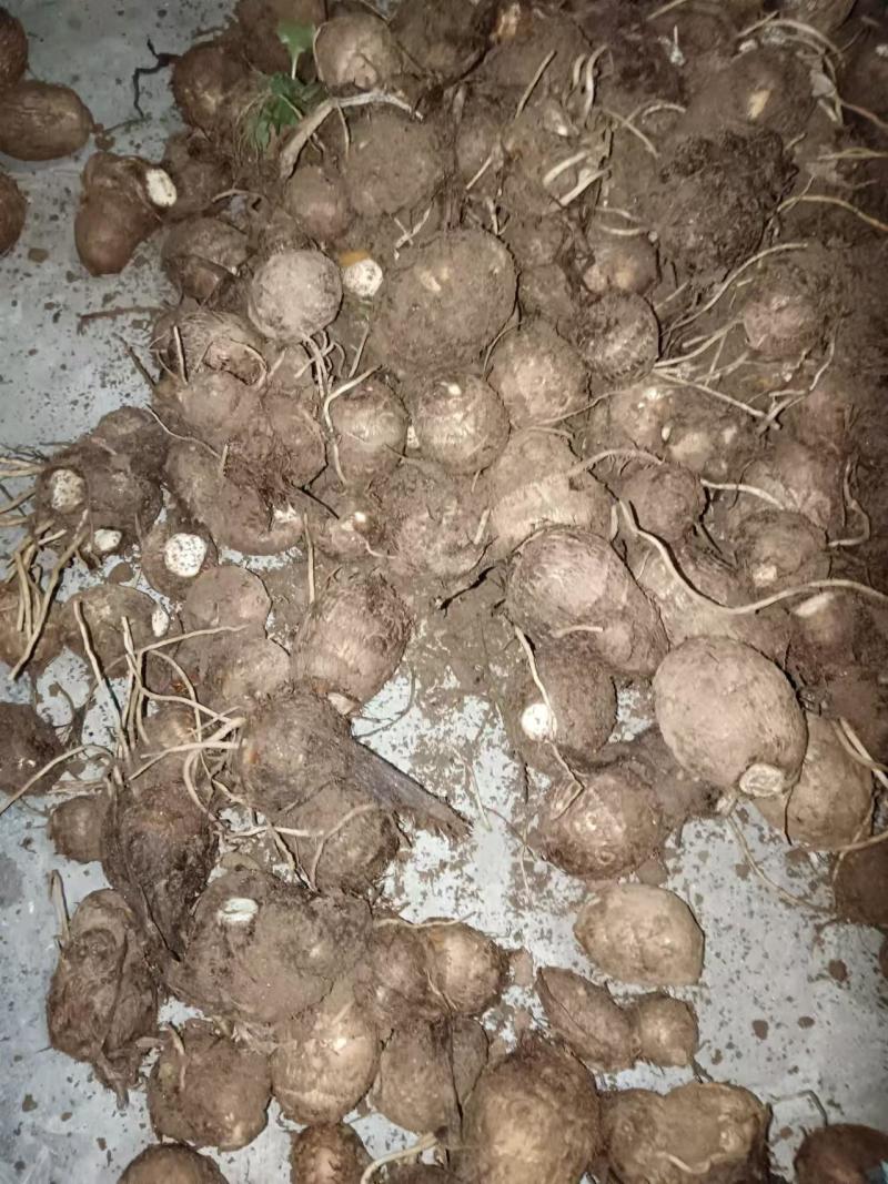 新鲜出炉的大芋头